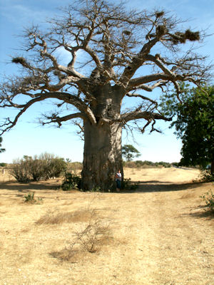 Baobap