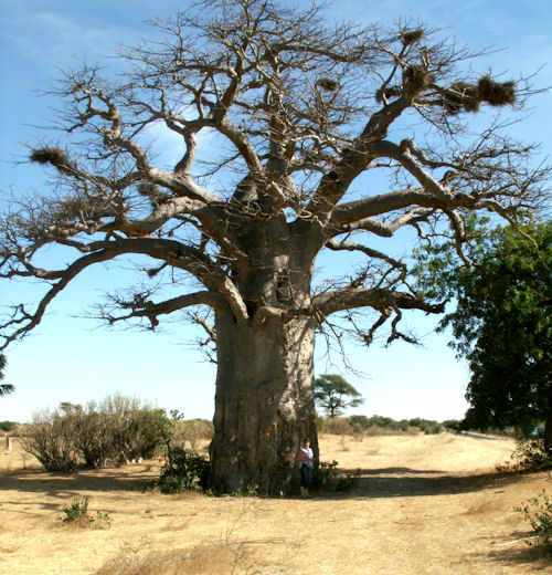 baobab