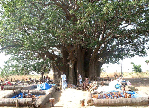 Grootste baobab