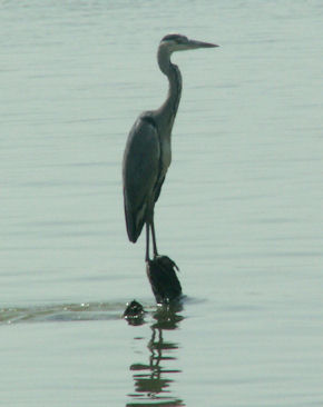 reiger in de Senegal rivier