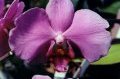 orchidee