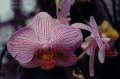 orchidee