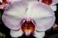 orchidee